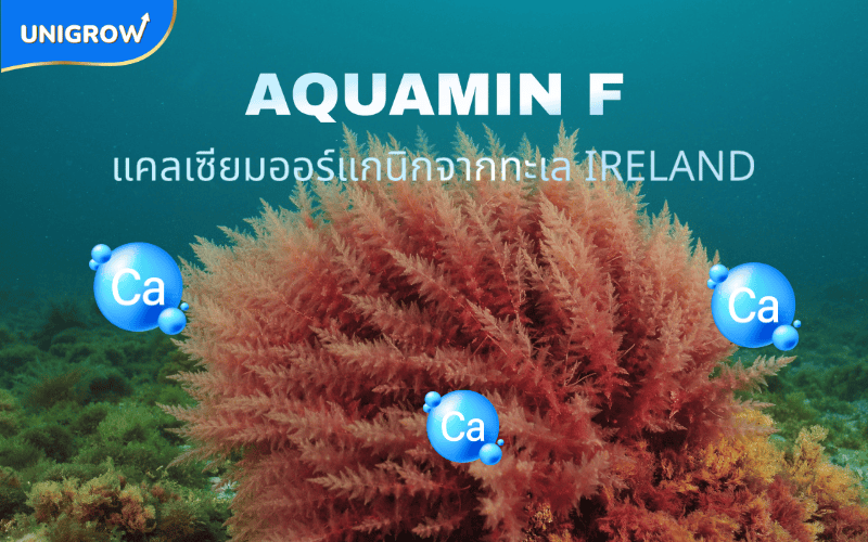 แคลเซียมจากสาหร่ายทะเลสีแดงธรรมชาติ Aquamin F